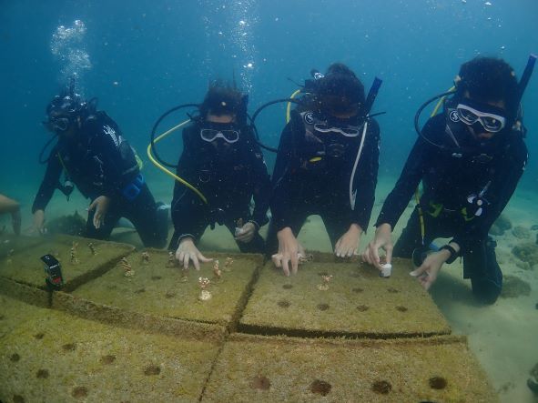 2-4 珊瑚復育計畫_種珊瑚小.JPG